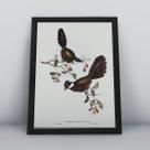 Conjunto 3 Quadros Molduras 30x40cm Quadro Preto Pássaros