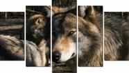 Conjunto 5 Quadros Lobo Realista,feroz"