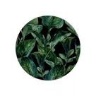 Conjunto com 6 Pratos de Sobremesa Leaves Ø21cm Conjunto com 6 Pratos de Sobremesa Leaves Ø21cm