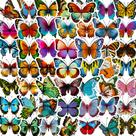 Conjunto de adesivos Butterfly, 50 unidades de decalques de vinil coloridos para laptop