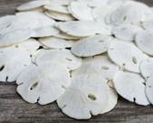 Conjunto de arte e ornamento de parede Sand Dollar, pacote com 50 dólares reais de areia
