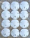 Conjunto de arte e ornamentos de parede Sand Dollar Real Sand Dollars