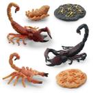Conjunto de bonecos Scorpion Life Cycle de 8 peças de PVC para crianças