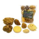 Conjunto de esponjas Lullingworth Natural Sea & Synthetic, pacote econômico de 7 peças Conjunto de esponjas Lullingworth Natural Sea & Synthetic, pacote econômico de 7 peças