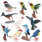 Conjunto de estatuetas de pássaros em miniatura, PVC realista, 10 unidades para crianças