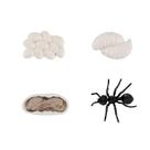 Conjunto de estatuetas em miniatura, modelo Ant Animals para crianças e colecionadores