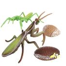 Conjunto de estatuetas realistas orando louva-a-deus e insetos x4 Kids