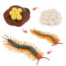 Conjunto de estatuetas Realistic Centipede Life Cycle PVC Insect Gro