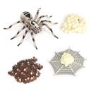 Conjunto de estatuetas Realistic Wolf Spider Life Cycle x4 Kids Toy