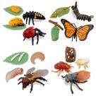 Conjunto de estatuetas Toymany Insect Life Cycle Monarch Butterfly