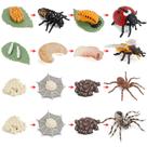 Conjunto de figuras de ciclo de vida de insetos realistas de 16 peças de brinquedo infantil de PVC