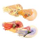 Conjunto de figuras Realistic Nautilus Ancient Marine Animal x3