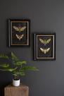 Conjunto de impressão Kalalou Framed Moth Print 13,5 x 18 cm (conjunto de 2)