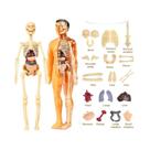 Conjunto De Modelos De Anatomia Do Esqueleto Humano 3D Para Crianças, Simulação Removível,