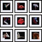 Conjunto de molduras HEART ART 12x12 preto, pacote com 9 para fotos 8x8