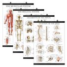 Conjunto de pôsteres Palace Learning Anatomical Muscular Skeletal