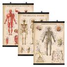 Conjunto de pôsteres Palace Learning Vintage Muscle Skeleton Nervous