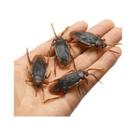 Conjunto De Simulação De Insetos Para Halloween 12/48 Peças Barata Aranha Centopeia Escorpião Conjunto De Simulação De Insetos Para Halloween 12/48 Peças Barata Aranha Centopeia Escorpião