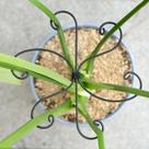 Conjunto de suporte para caules de plantas Yohsnor Monstera 7,5 x 7,5 polegadas (5 peças)