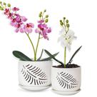 Conjunto de vasos de cerâmica para orquídeas LITUDISO 5" e 6" com furos