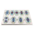 Conjunto Didático de Mitoses com 9 Peças