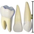 Conjunto Macro Modelo Dentões