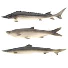 Conjunto Modelo de Juguetes de Comida Colgantes de Criaturas Marinas Artificiales