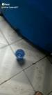 Copo azul kwai