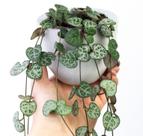 Coração Emaranhado - Ceropegia Woodii - Planta Suculenta Decorativa