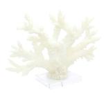 Coral Decoração De Mesa Ramos Resina Branco Base Acrilica
