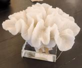 Coral Decorativo Anêmona-tapete-de-sela Branco Com Base Coral Decorativo Anêmona-tapete-de-sela Branco Com Base