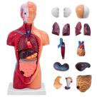 Corpo humano modelo Ceonam 28cm com 15 peças destacáveis em PVC