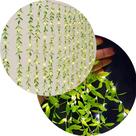 Cortina De Pisca Leds Luz Amarelo Com Fio Folhas Jardim 220v