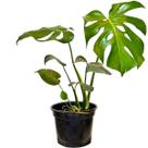 Costela de Adão Muda Monstera Planta 50cm Decoração Interna