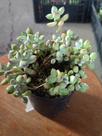 Cotyledon Pendente pote 9