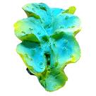Craft enfeite resina duo tridacna medio i ch-7783b - un