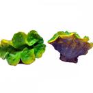 Craft enfeite resina duo tridacna medio ii ch-7783a