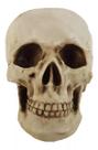 Cranio Caveira Grande Tamanho Real Em Resina Decoração Cranio Caveira Grande Tamanho Real Em Resina Decoração