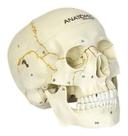 Cranio Em 2 Partes Numerado Mandibula Articulada Anatomic