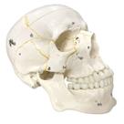 Crânio Numerado em 2 partes - Anatomic TGD-0102-N