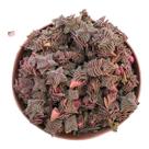 Crassula capitella ssp thyrsiflora pt 9 Crassula capitella ssp thyrsiflora pt 9