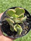 Crassula Ovata (Jade Variegata) Crassula Ovata (Jade Variegata)