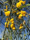 Crotalária Juncea - 5 kg De Sementes