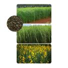 Crotalaria Juncea 7kg
