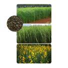 Crotalaria Juncea Sementes 100g