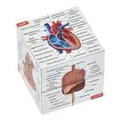 Cubos de estudo de anatomia, kits de medicina, 7x7x7cm, 9 partes do corpo