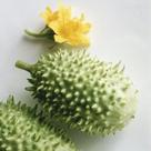 Cucumis anguria (Maxixe) - Sementes