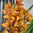 Cymbidium para Presente (cores diversas)
