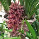 Cymbidium pendente variedade dorothy