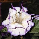 Datura metel dobrada (Trombeta Roxa) - Sementes